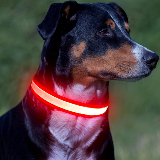 LED Dog Collar, Light up Rechargeable Safety Collar