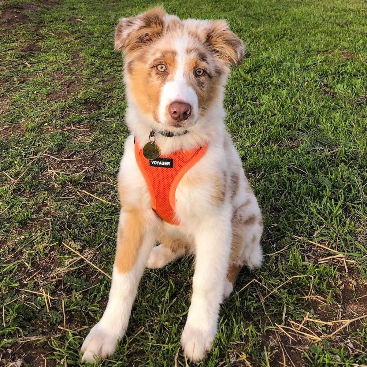 Voyager Step-In Air Harness - Breathable Mesh, Reflective, No Pull Harness for Dogs & Cats