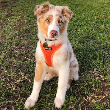 Voyager Step-In Air Harness - Breathable Mesh, Reflective, No Pull Harness for Dogs & Cats